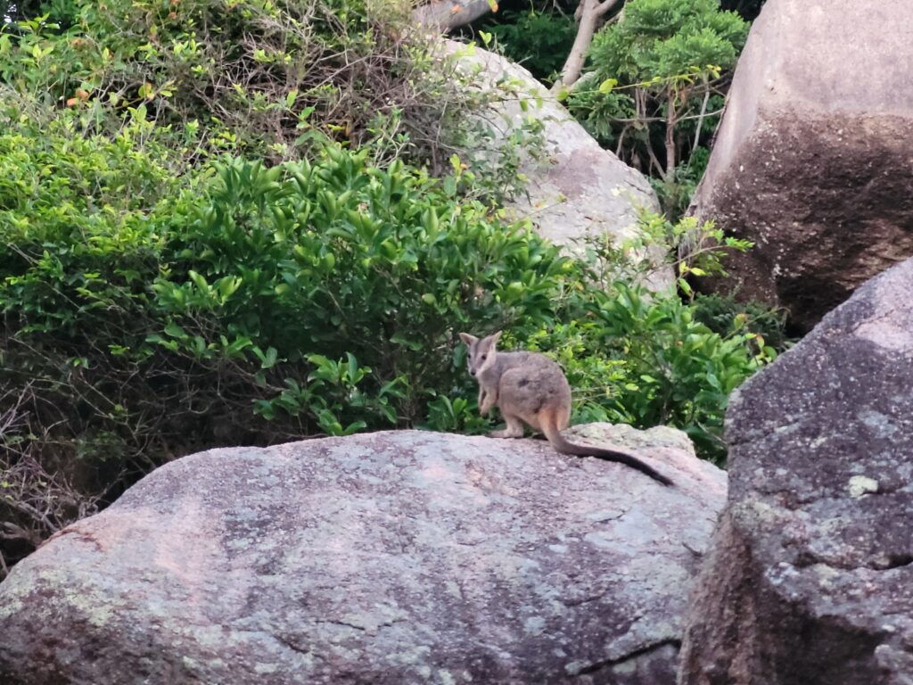 Allied Rock Wallaby at Armand Way