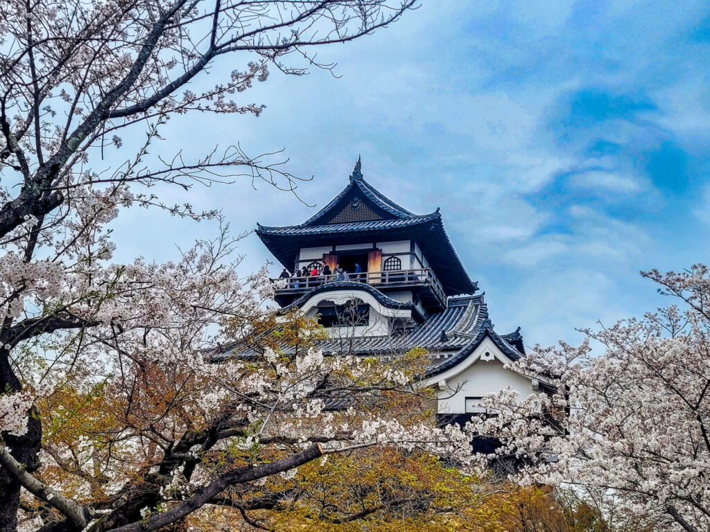 Cherry blossoms at Inuyama Castle