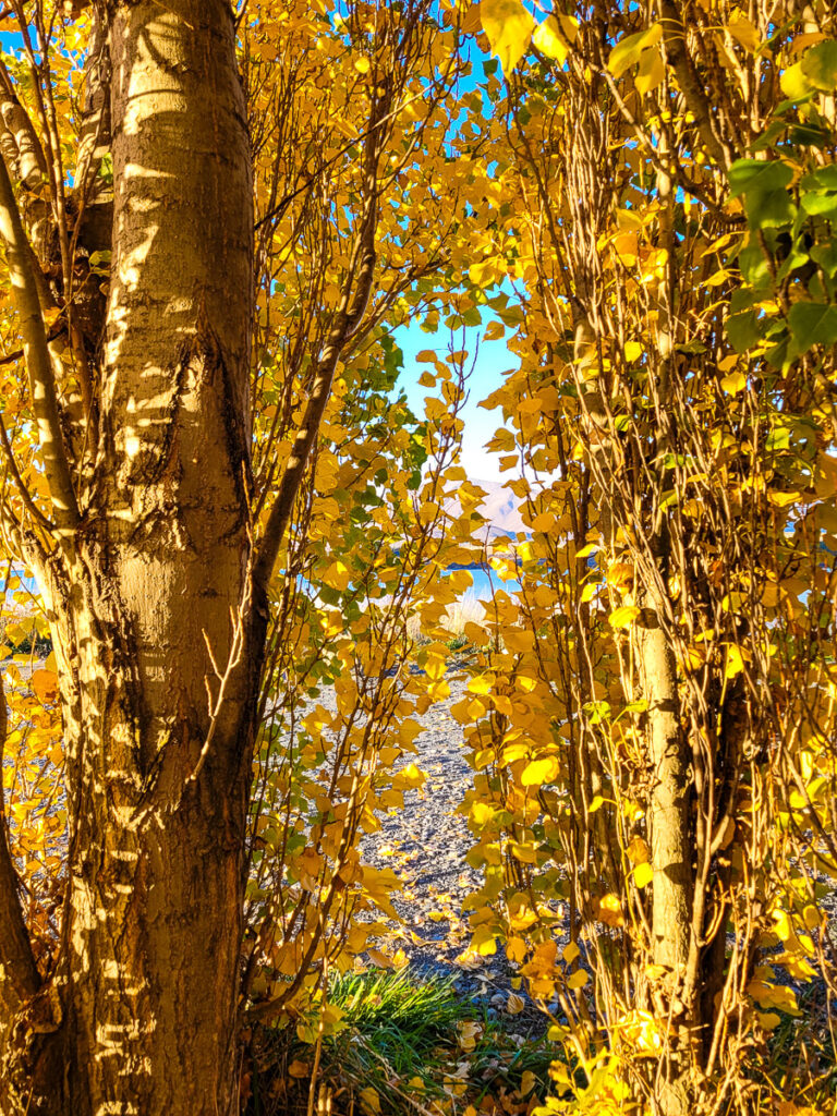 Poplars near Lake Tekapo