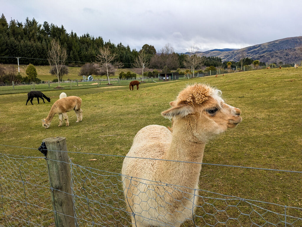Alpacas at Wanaka Lavender farm